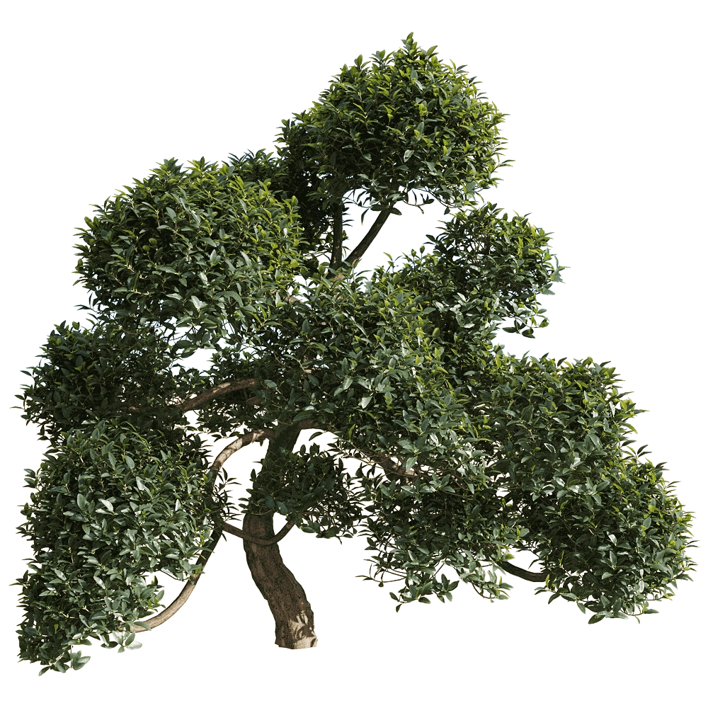 decoration - Phillyrea latifolia 6 3D Model