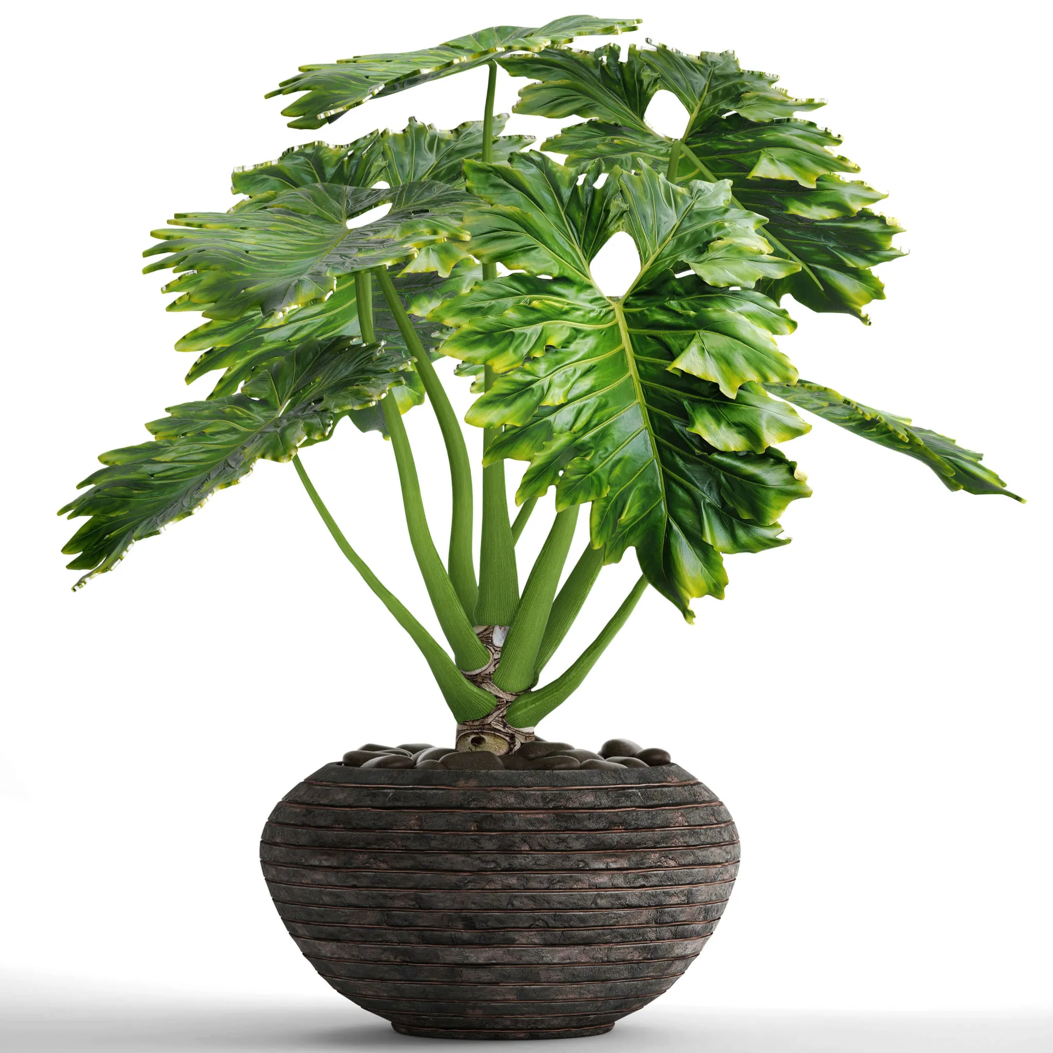 decoration - Philodendron 2 3D Model
