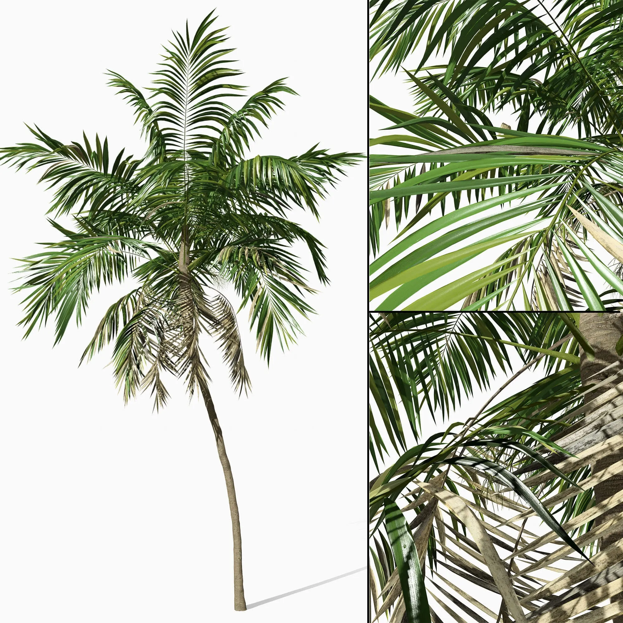 decoration - Phoenix 01 3D Model