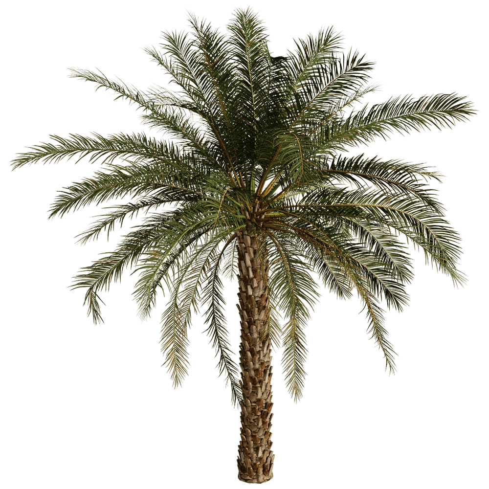 decoration - Phoenix Dactylifera 01 01 3D Model
