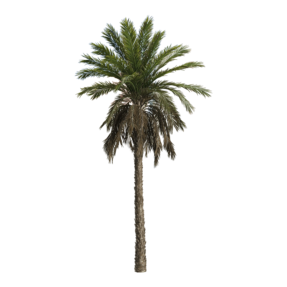decoration - Phoenix dactylifera 1 3D Model