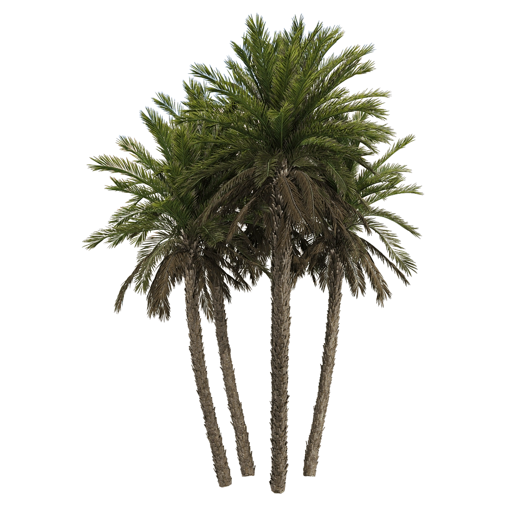 decoration - Phoenix dactylifera 3 3D Model