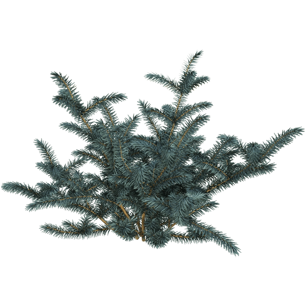 decoration - Picea pungens 01 01 3D Model