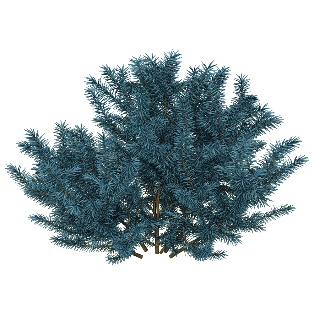decoration - Picea pungens 01 02 3D Model