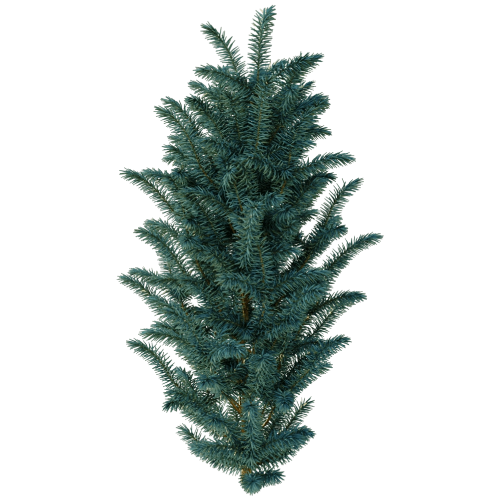 decoration - Picea pungens 01 05 3D Model