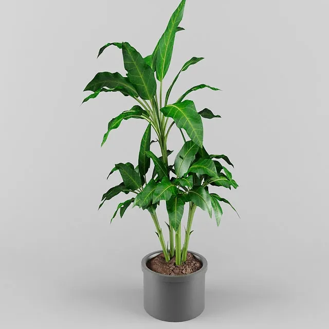 decoration - Plant 0563 3D Model