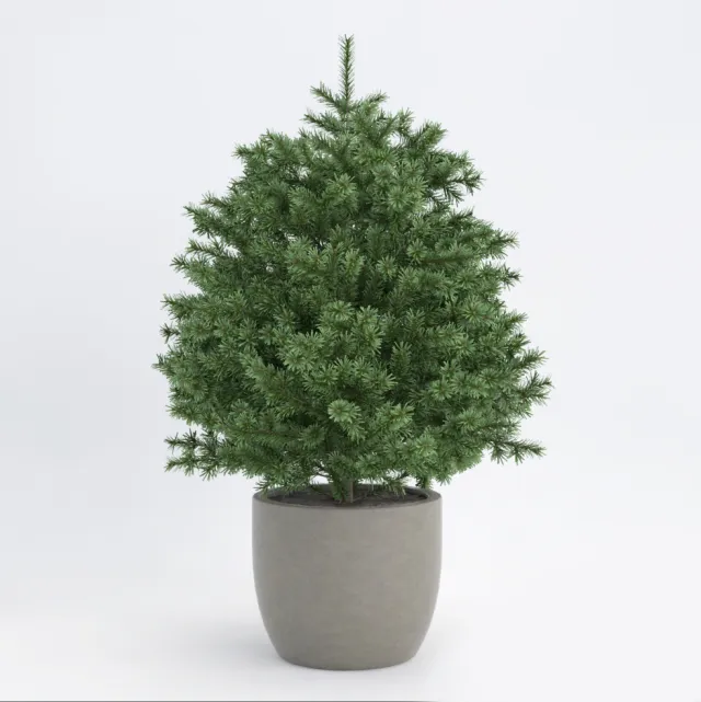 decoration - Plant 058 3D Model