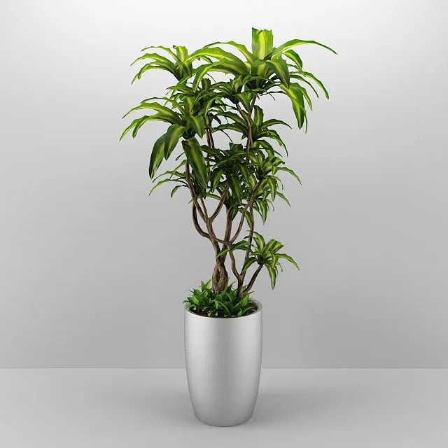 decoration - Plant 2 3D Model