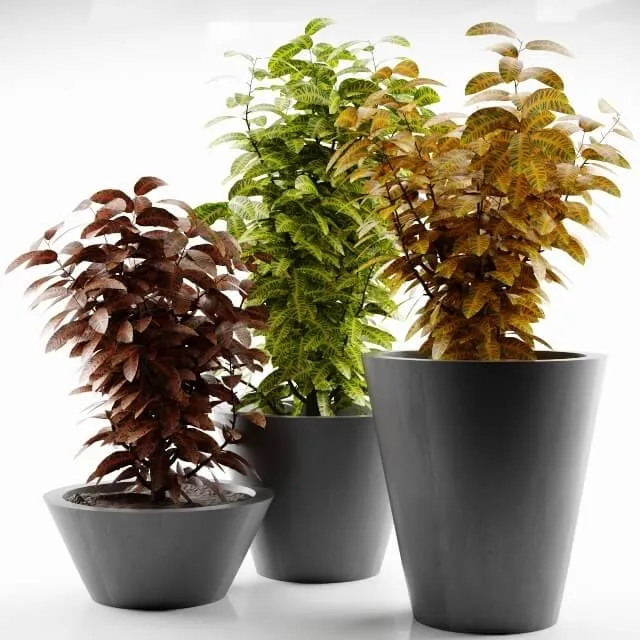 decoration - Plant 37 3D Model