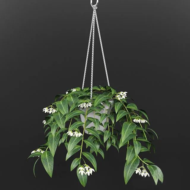 decoration - plant 3D Model