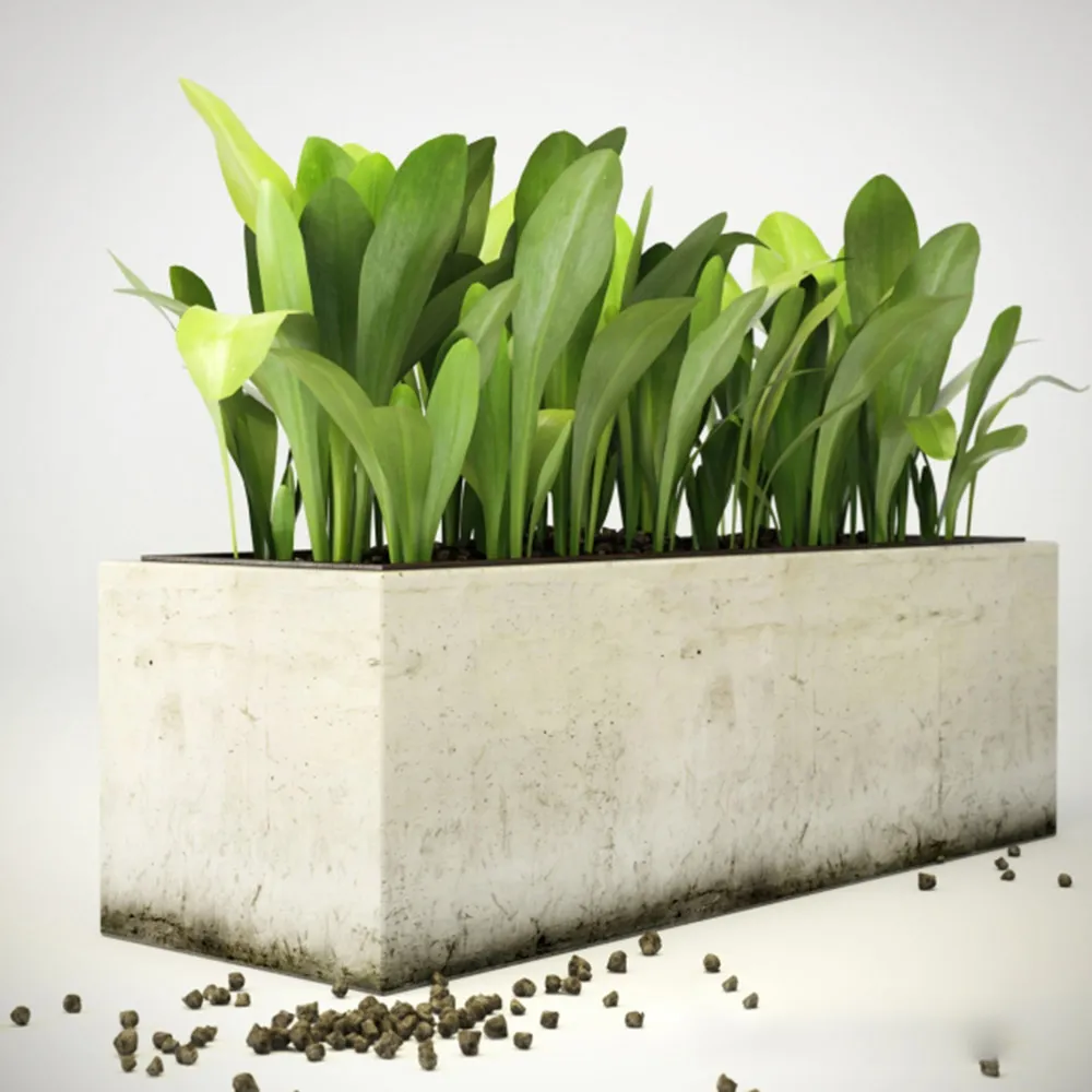 decoration - Plant 3D Model