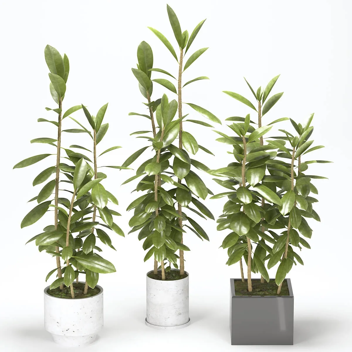 decoration - Plant 40 3D Model