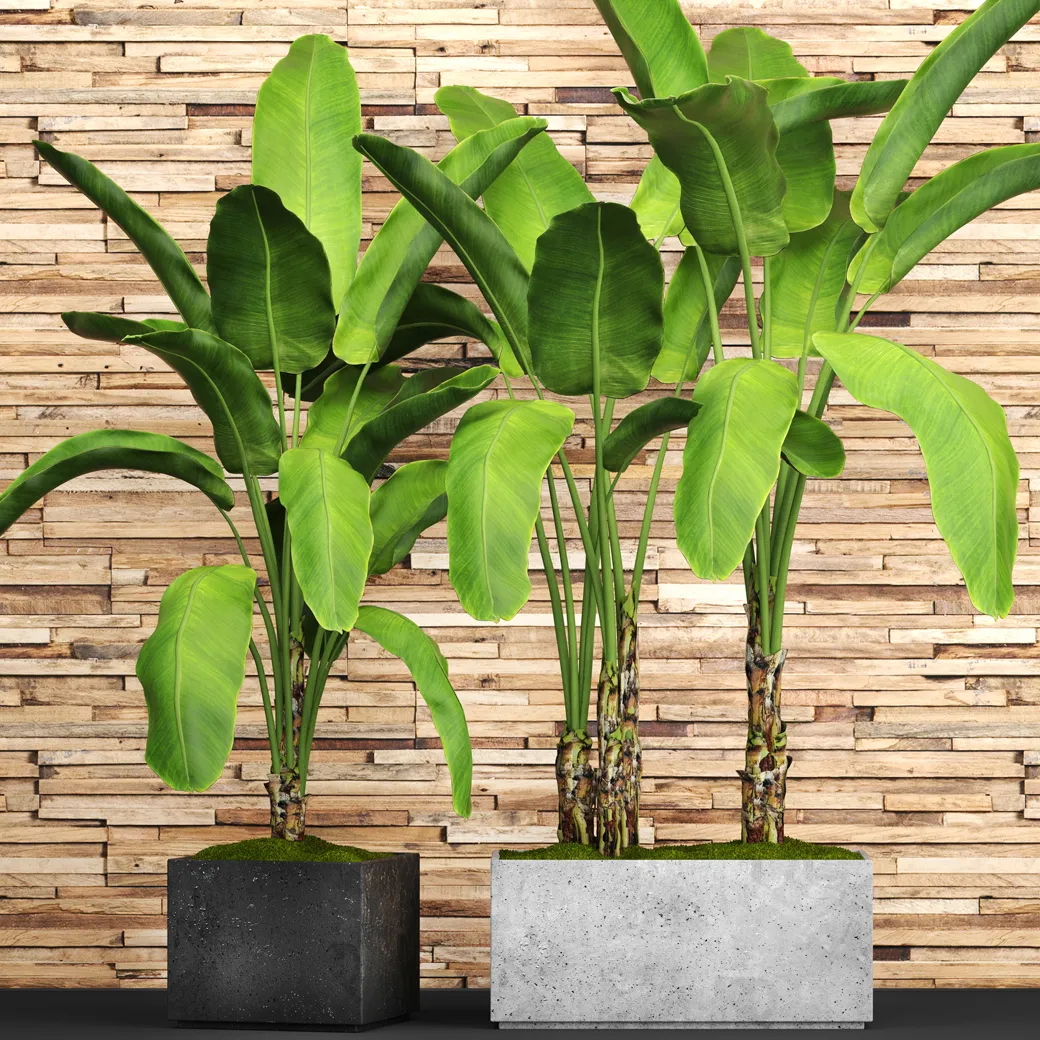 decoration - Plant banana black pot 3D Model