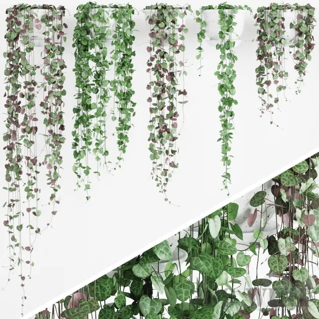 decoration - Plant Ceropegia 3D Model