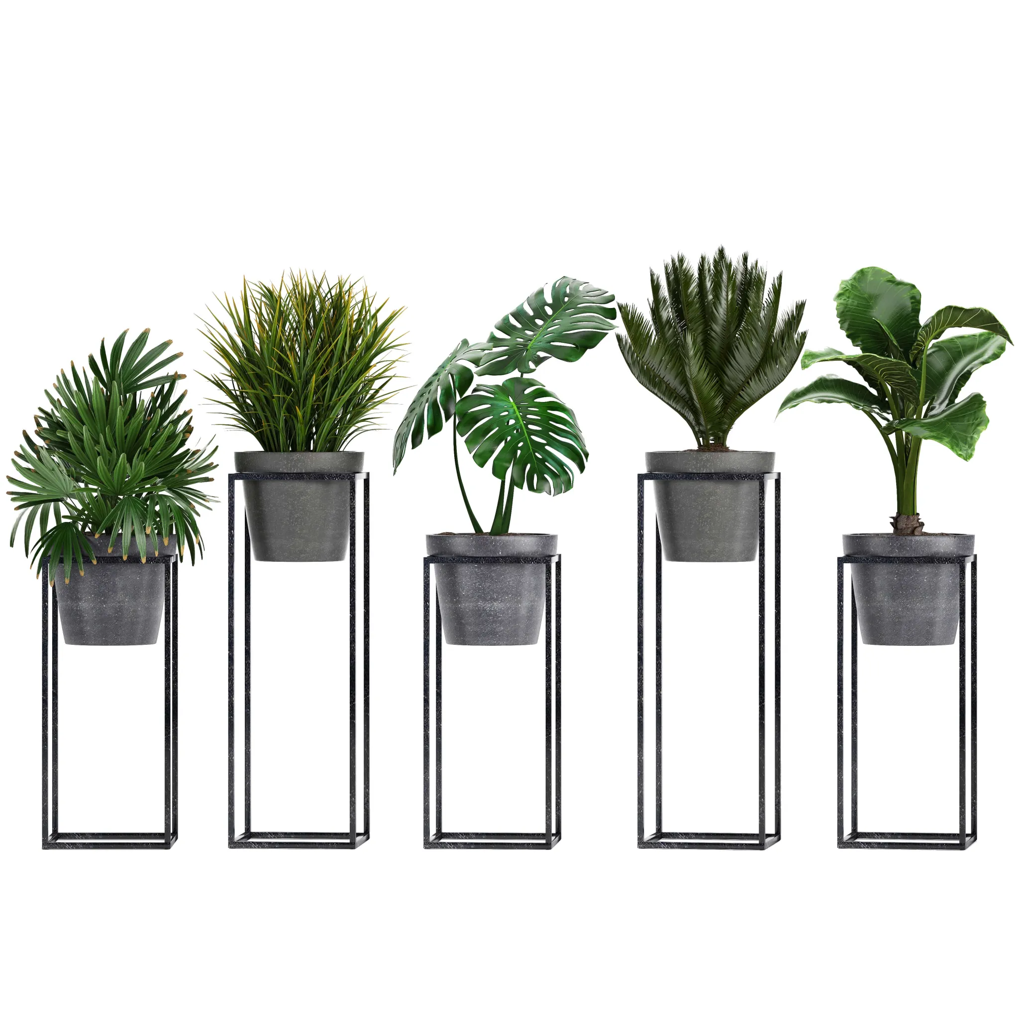 decoration - Plant collection 241 3D Model