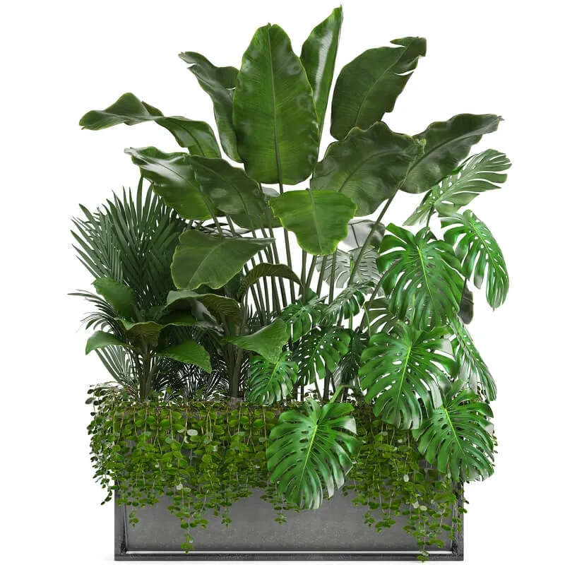 decoration - Plant collection 244 3D Model