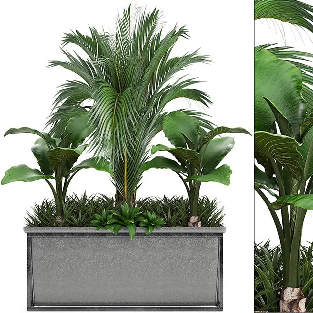 decoration - Plant collection 245 3D Model