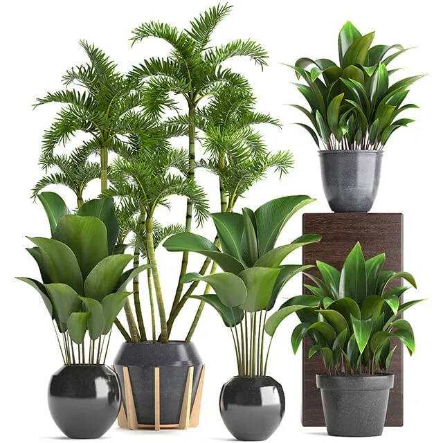 decoration - Plant collection 247 3D Model