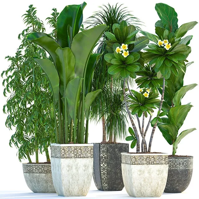 decoration - Plant collection 251 3D Model
