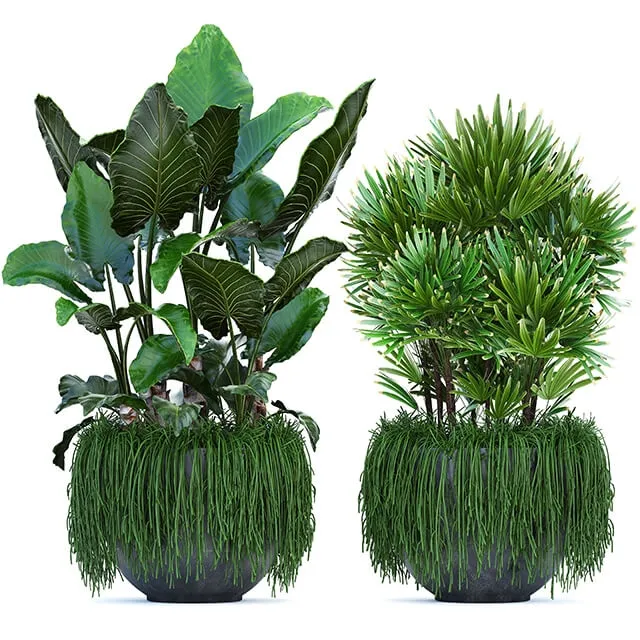 decoration - Plant collection 254 3D Model