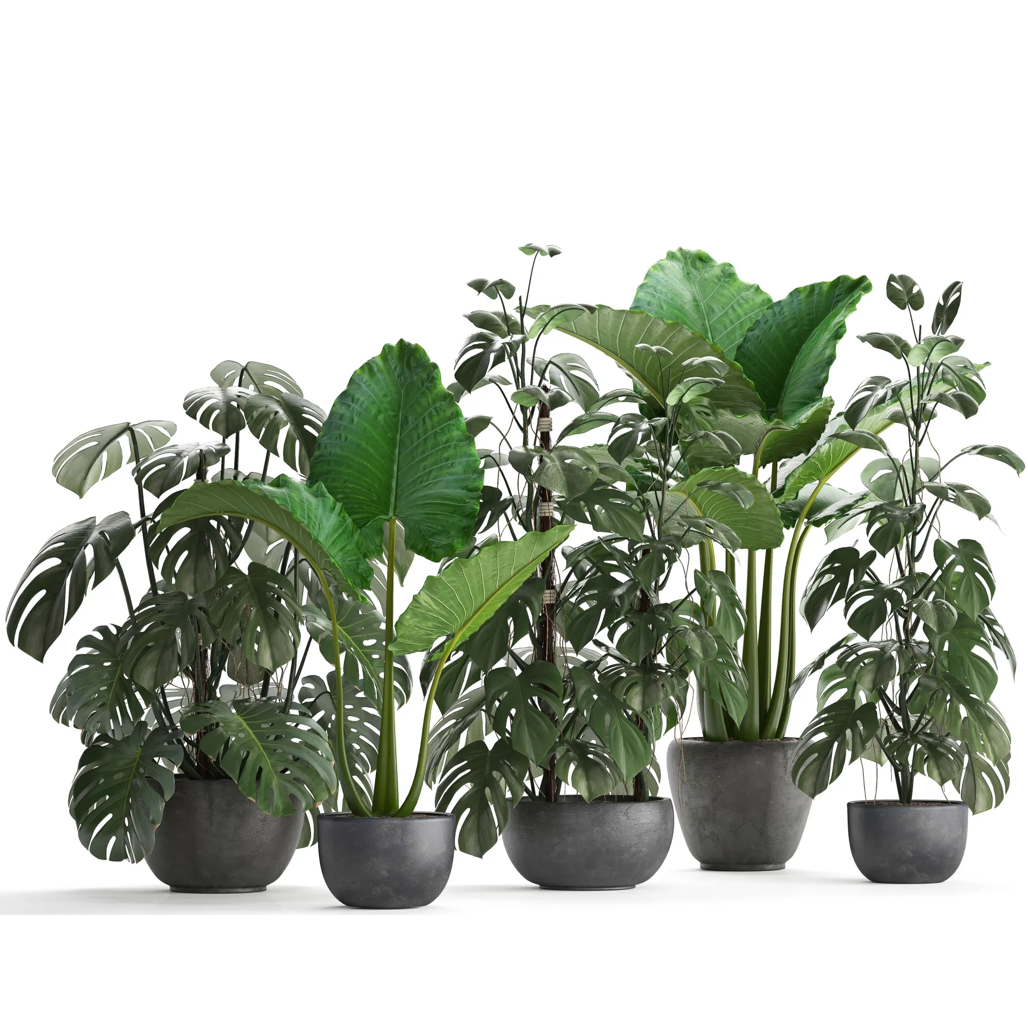 decoration - Plant collection 261 3D Model
