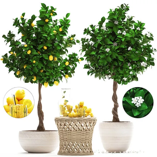 decoration - Plant Collection 265 3D Model