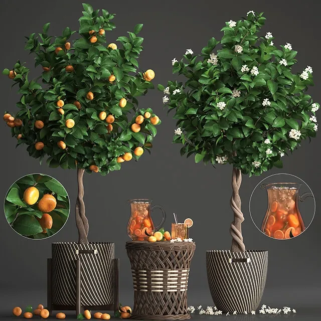 decoration - Plant collection 267 3D Model