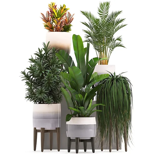 decoration - Plant Collection 278 3D Model