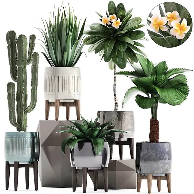 decoration - Plant collection 292 3D Model