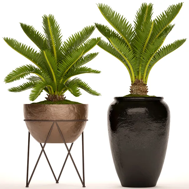 decoration - Plant cycas 08 3D Model