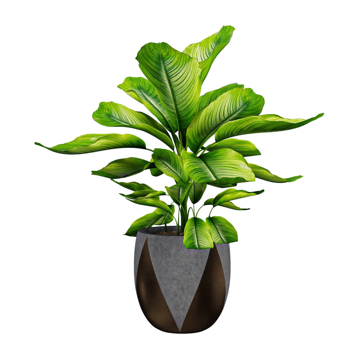 decoration - Plant Dieffenbachia 01 3D Model