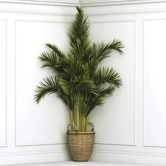 decoration - Plant Dypsis 59 3D Model