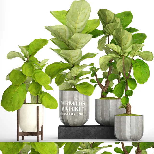 decoration - Plant ficus 01 3D Model