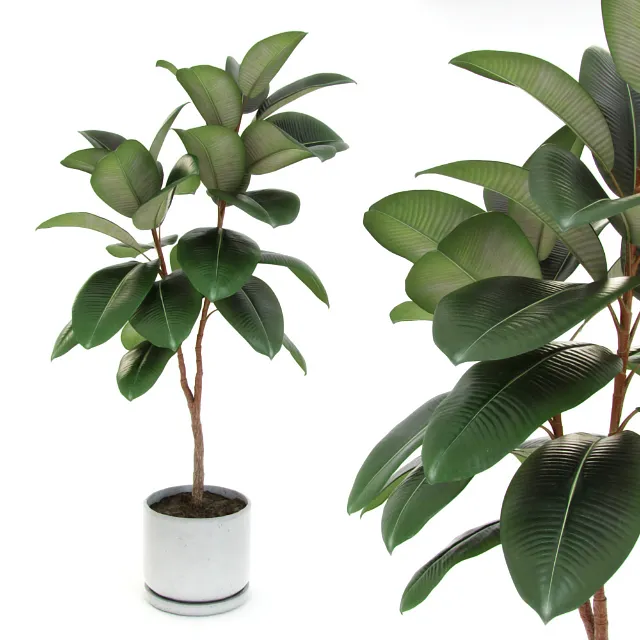 decoration - Plant ficus 05 3D Model