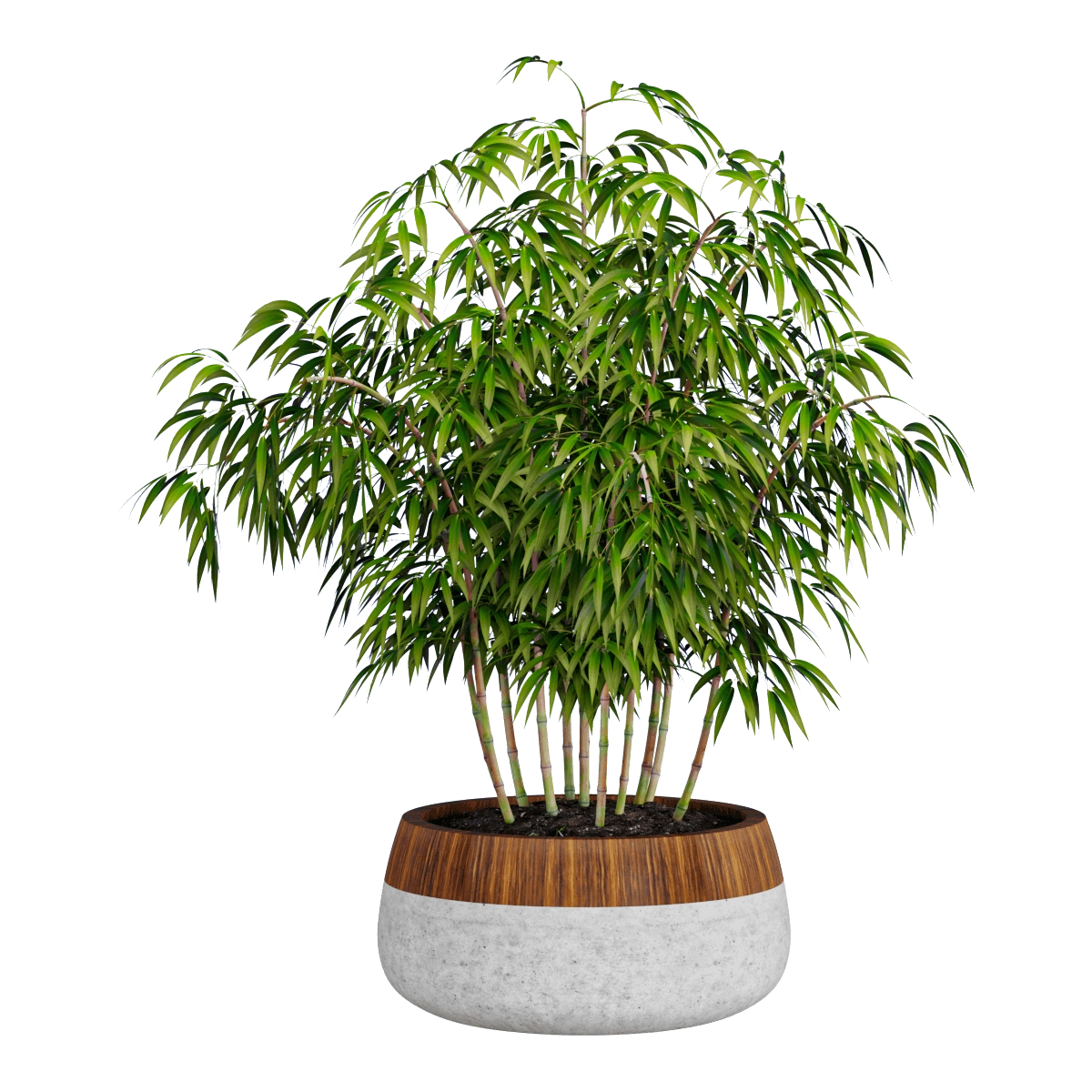 decoration - Plant ficus 3D Model