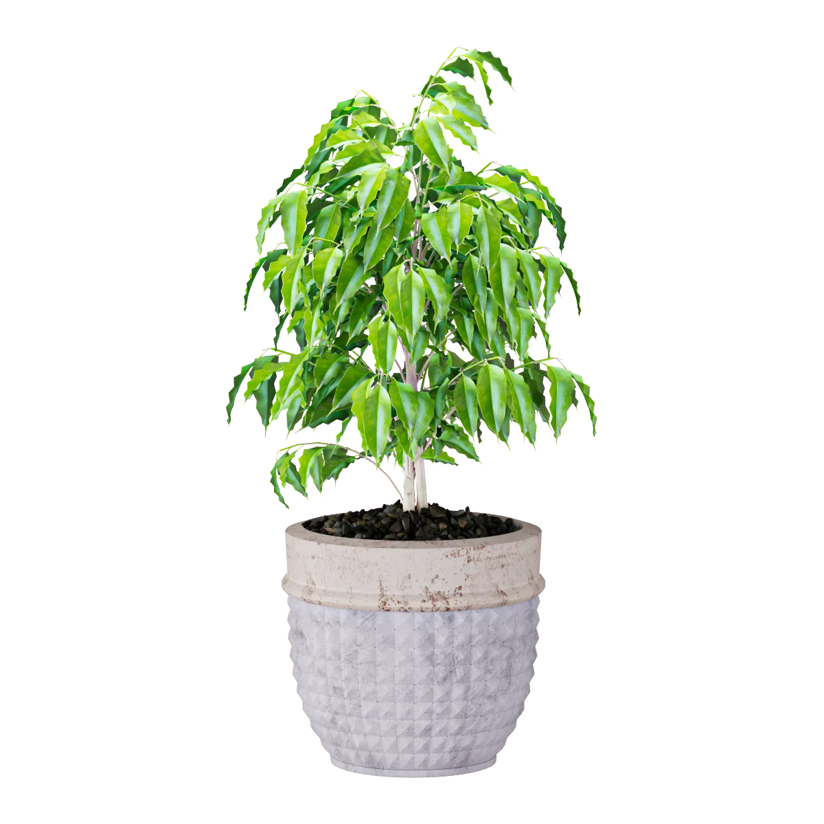 decoration - Plant Ficus 3D Model