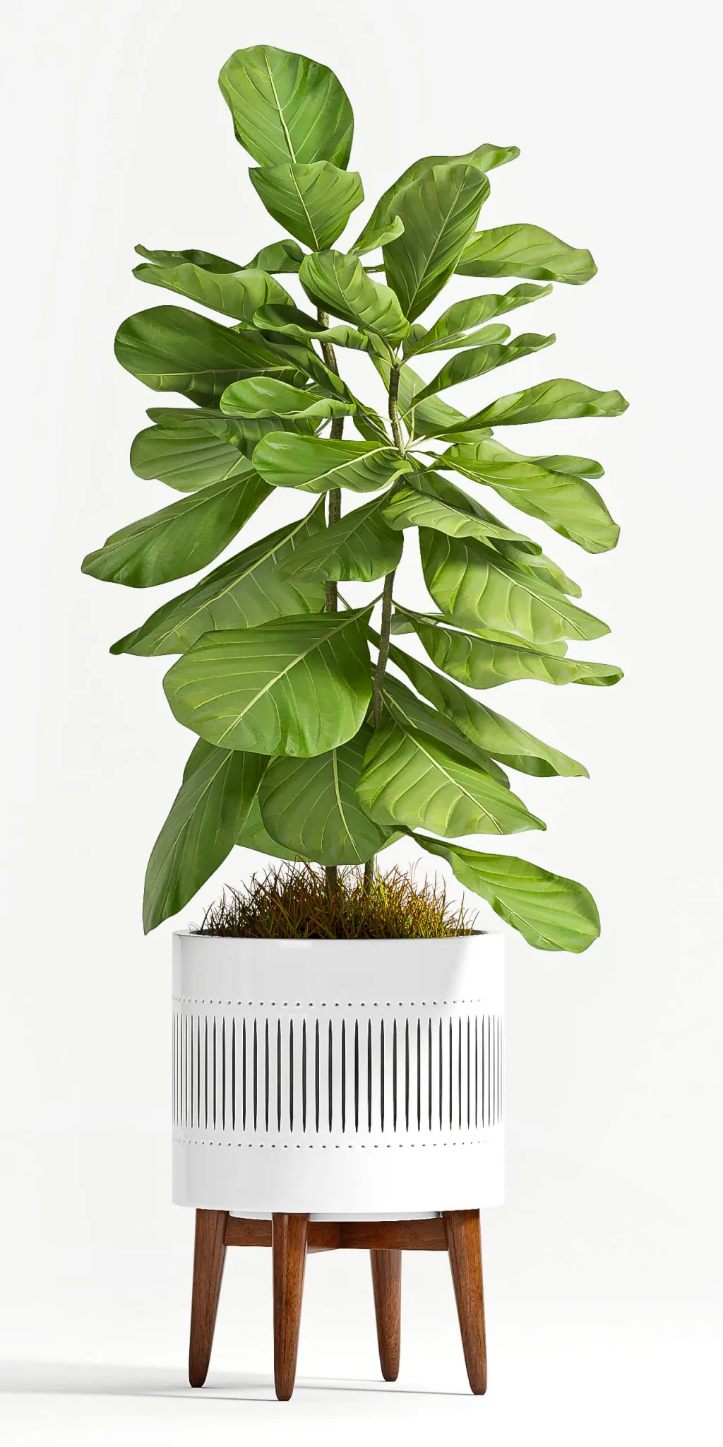 decoration - Plant Ficus Lyrata 3D Model