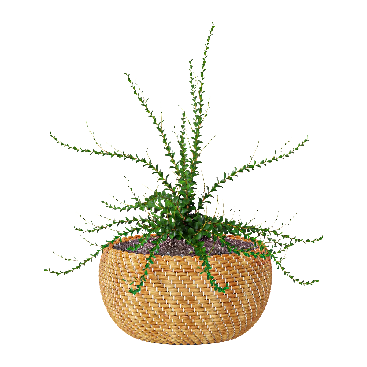 decoration - Plant in a basket 3D Model