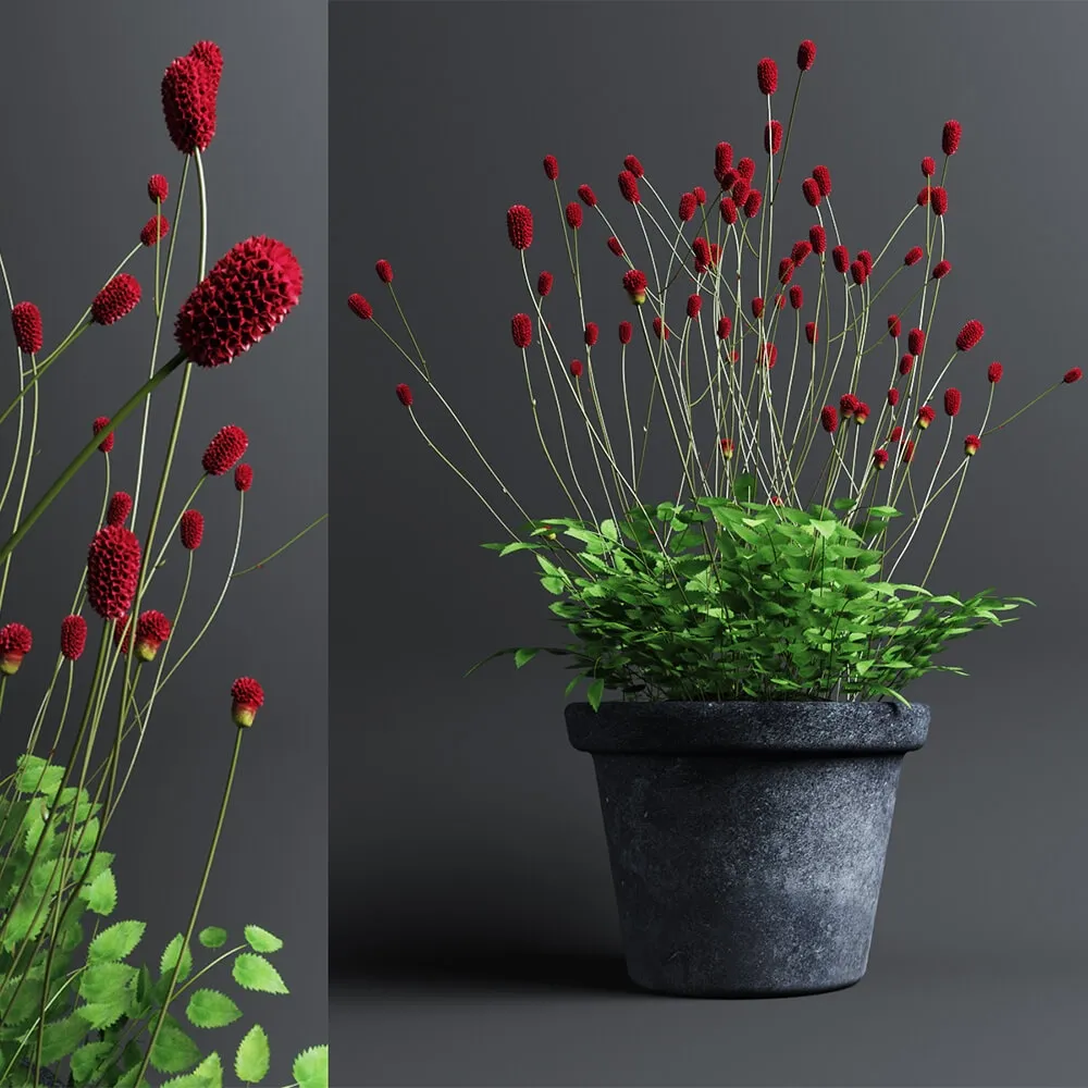 decoration - Plant in Pot 203 3D Model