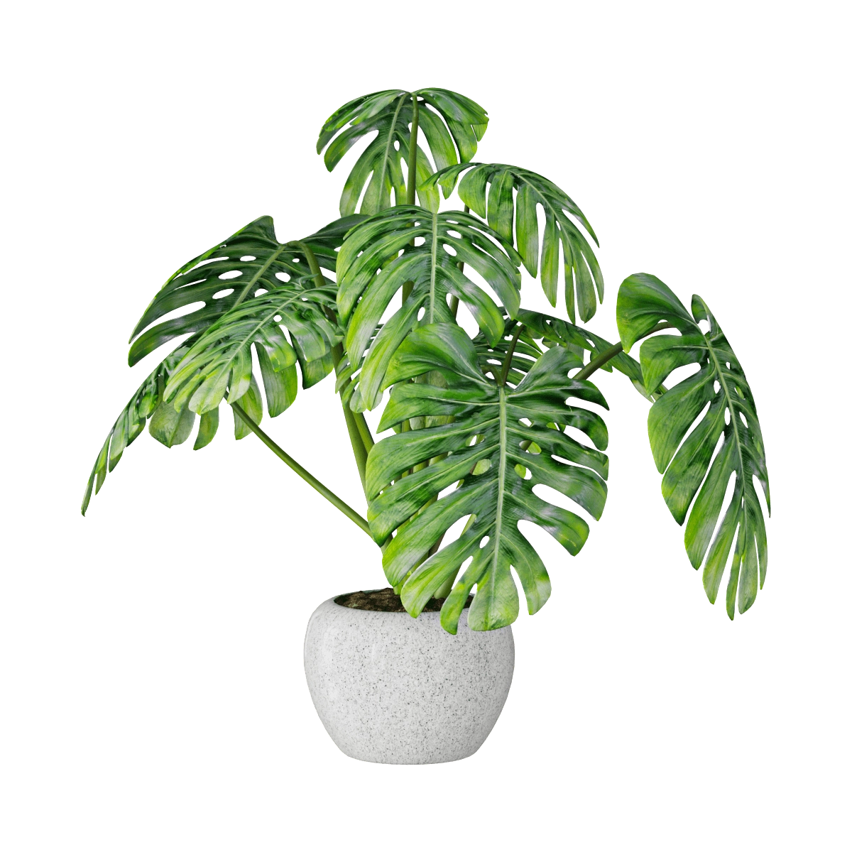 decoration - Plant Monstera 01 3D Model