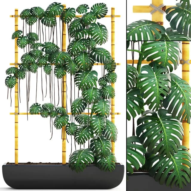 decoration - Plant Monstera 7 3D Model