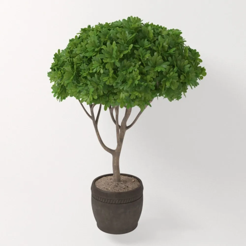 decoration - Plant - Potted tree 3D Model