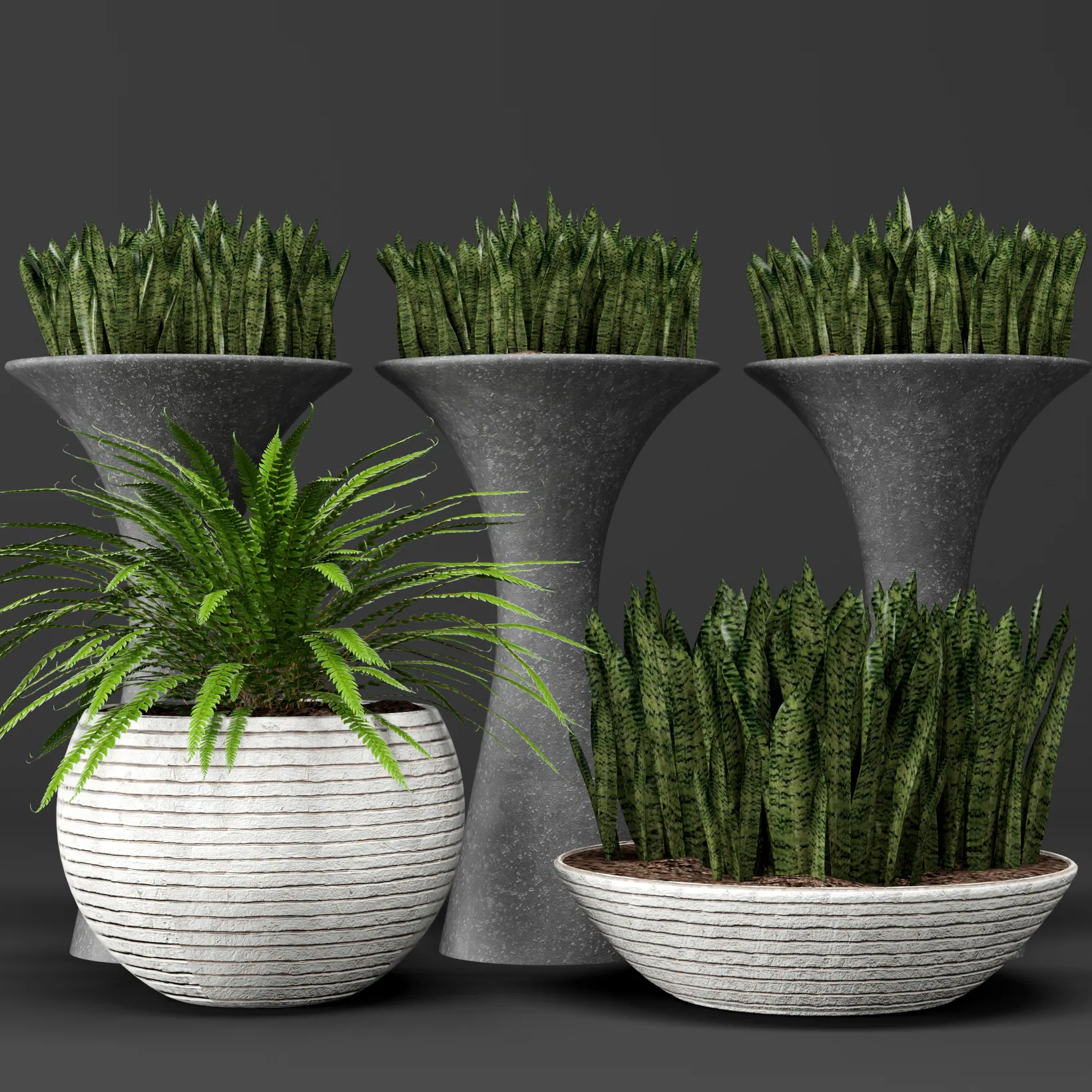 decoration - Plant sansevieria 45 3D Model