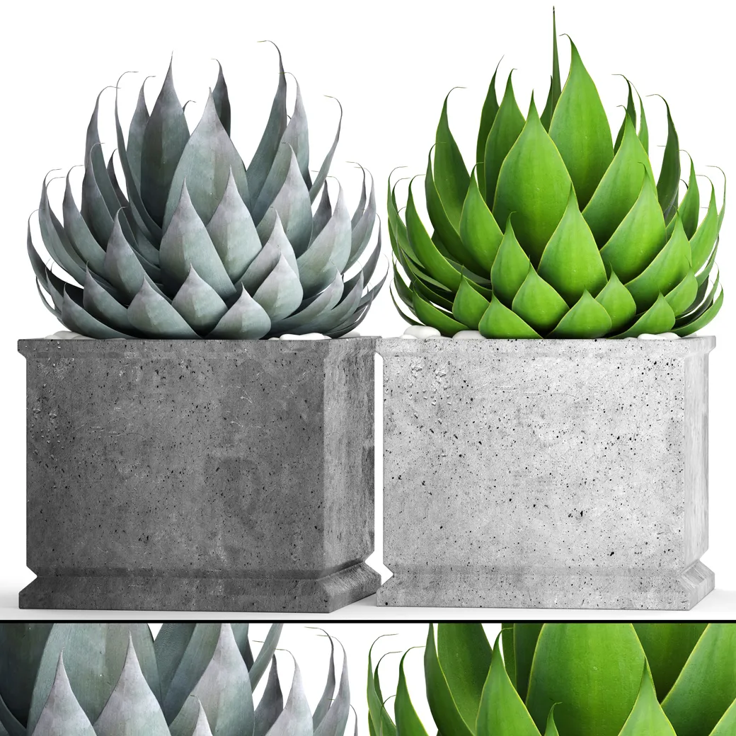 decoration - Plant set 07 3D Model