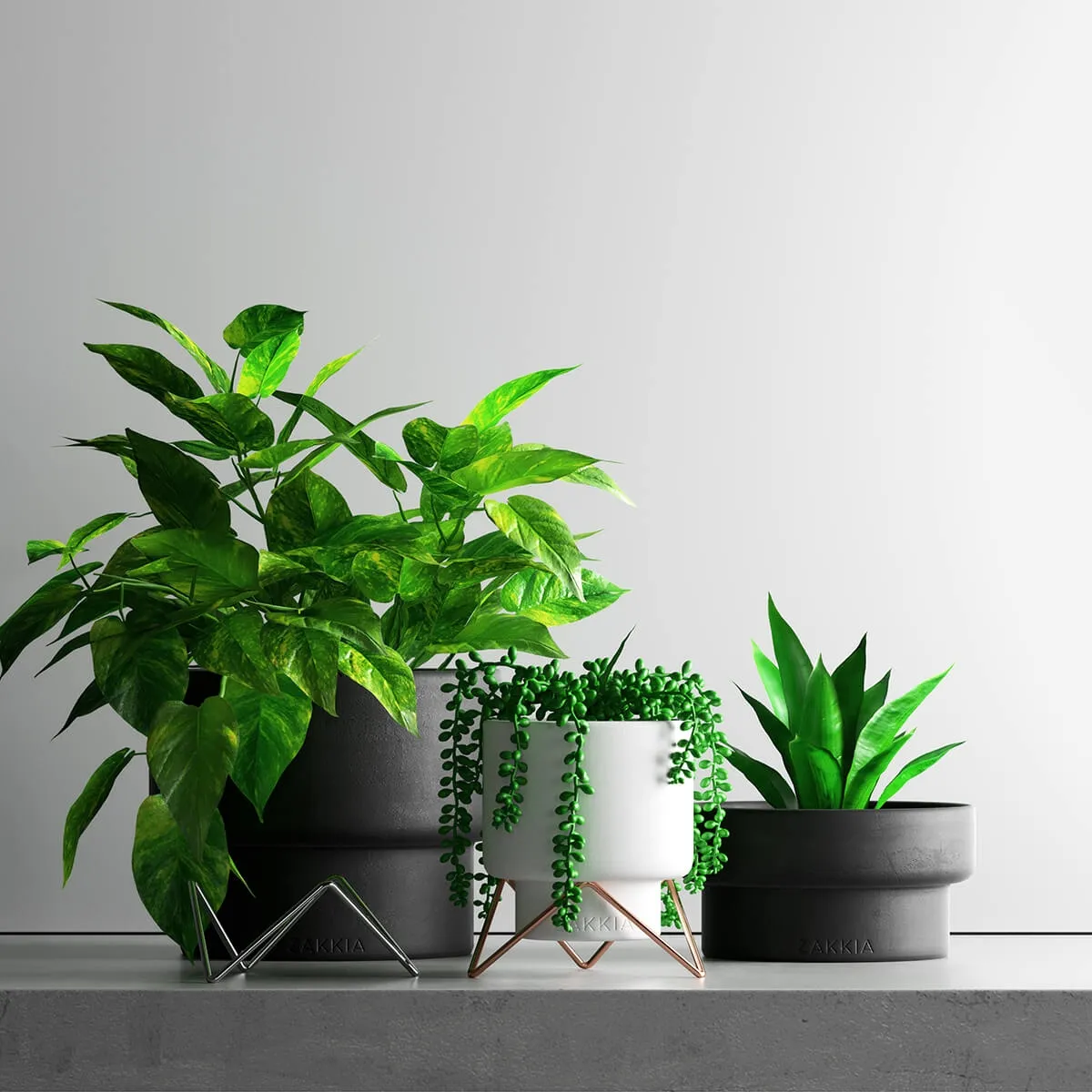 decoration - Plant Set 1 23 3D Model