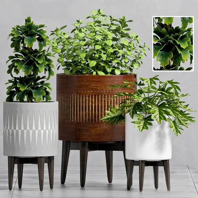 decoration - Plant Set -102 3D Model