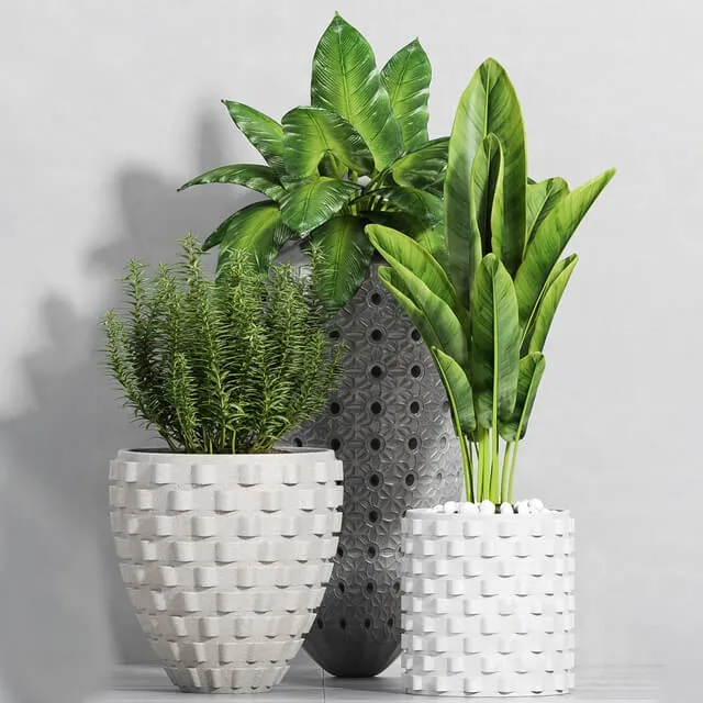 decoration - Plant set -111 3D Model