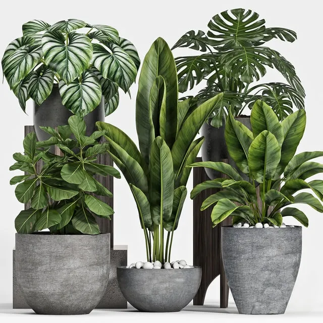 decoration - Plant set-112 3D Model