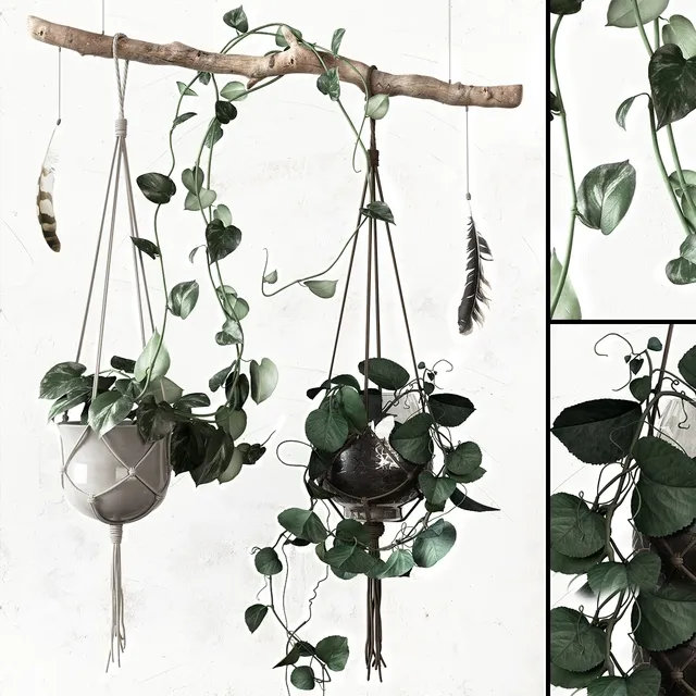 decoration - Plant set 3D Model