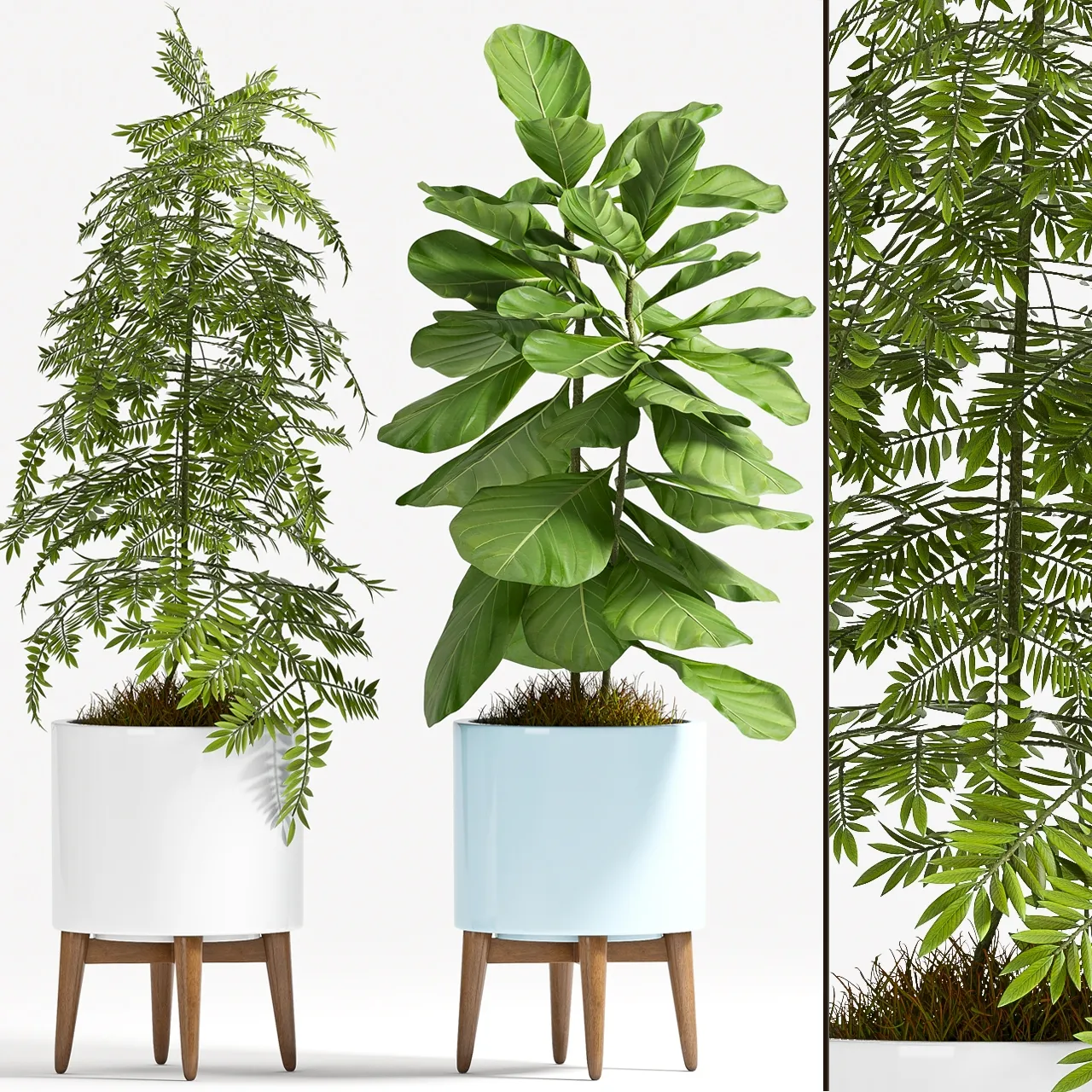 decoration - Plant Set - 77 3D Model